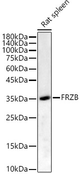 FRZB Rabbit pAb