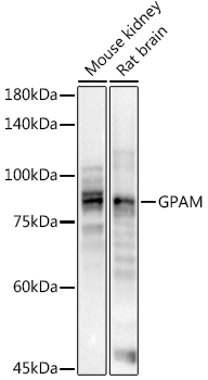 GPAM Rabbit pAb