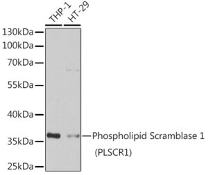 Phospholipid Scramblase 1 (PLSCR1) Rabbit pAb