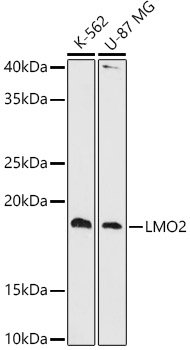 LMO2 Rabbit mAb