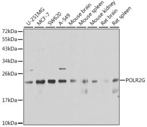 POLR2G Rabbit pAb