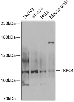 TRPC4 Rabbit pAb