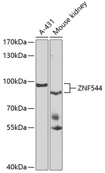 ZNF544 Rabbit pAb