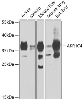 AKR1C4 Rabbit pAb
