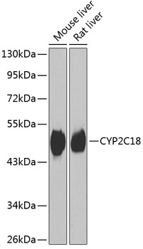 CYP2C18 Rabbit pAb