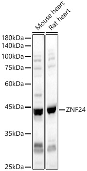 ZNF24 Rabbit pAb