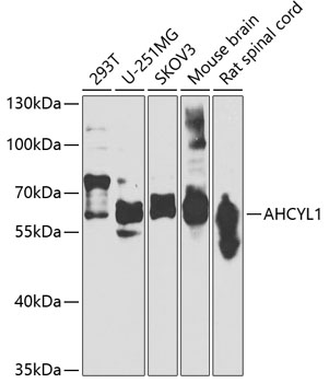AHCYL1 Rabbit pAb