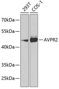 AVPR2 Rabbit pAb