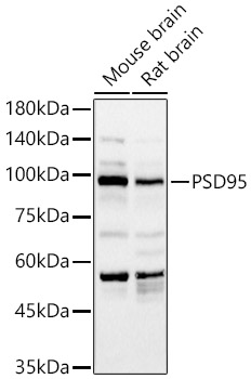 PSD95 Rabbit pAb