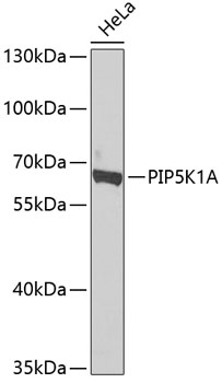 PIP5K1A Rabbit pAb