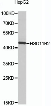 HSD11B2 Rabbit pAb
