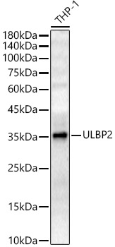 ULBP2 Rabbit pAb