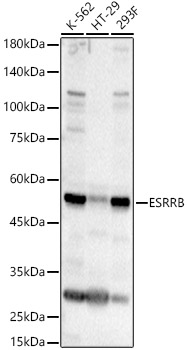 ESRRB Rabbit pAb
