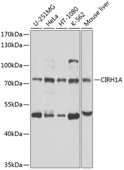 CIRH1A Rabbit pAb
