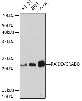 RAIDD/CRADD Rabbit mAb