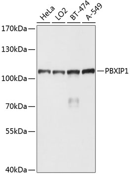 PBXIP1 Rabbit pAb