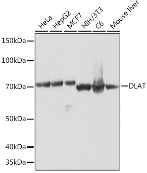 DLAT Rabbit mAb