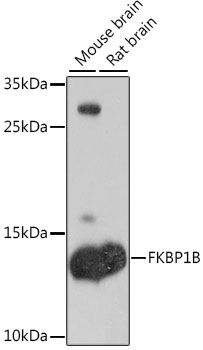 FKBP1B Rabbit pAb