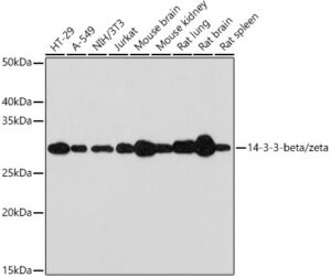 14-3-3-beta/zeta Rabbit mAb