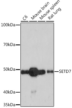 SETD7 Rabbit mAb