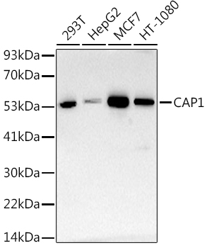 CAP1 Rabbit mAb