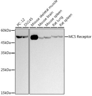MC5 Receptor Rabbit mAb