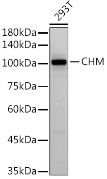 CHM Rabbit mAb