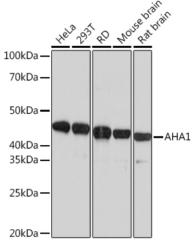 AHA1 Rabbit mAb