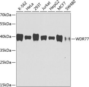 WDR77 Mouse mAb