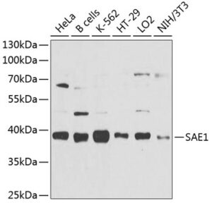 SAE1 Rabbit pAb
