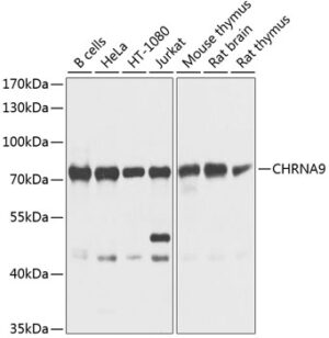 CHRNA9 Rabbit pAb