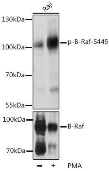 Phospho-B-Raf-S445 Rabbit pAb