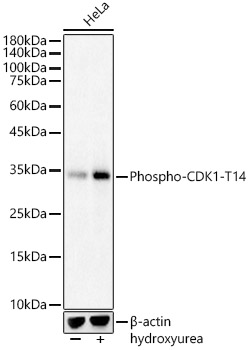 Phospho-CDK1-T14 Rabbit pAb