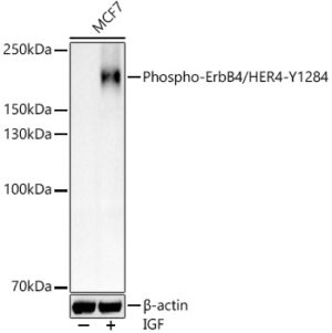 Phospho-ErbB4/HER4-Y1284 Rabbit pAb