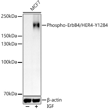 Phospho-ErbB4/HER4-Y1284 Rabbit pAb