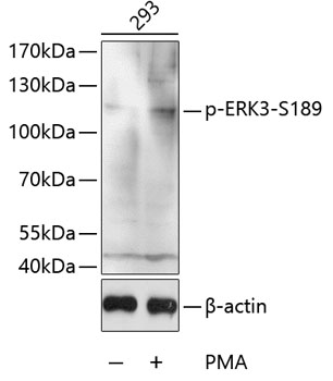 Phospho-ERK3-S189 Rabbit pAb