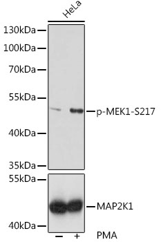 Phospho-MEK1-S217 Rabbit pAb