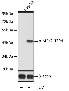 Phospho-MEK2-T394 Rabbit pAb