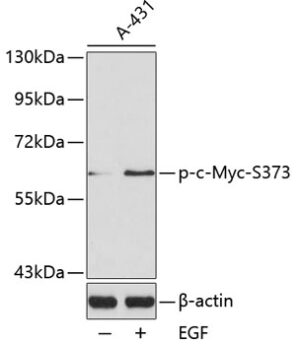 Phospho-c-Myc-S373 Rabbit pAb