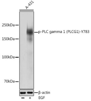 Phospho-PLC gamma 1 (PLCG1)-Y783 Rabbit pAb