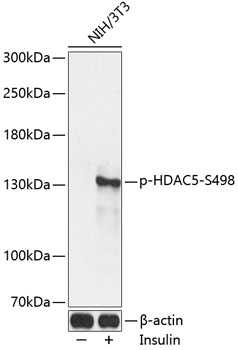 Phospho-HDAC5-S498 Rabbit pAb