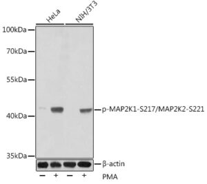 Phospho-MAP2K1-S217/MAP2K2-S221 Rabbit pAb