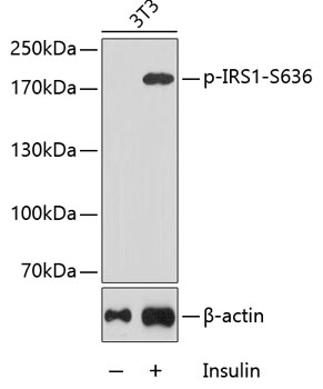 Phospho-IRS1-S636 Rabbit pAb