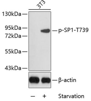 Phospho-SP1-T739 Rabbit pAb