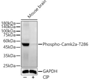 Phospho-Camk2-T286 Rabbit pAb