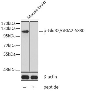 Phospho-GluR2/GRIA2-S880 Rabbit pAb