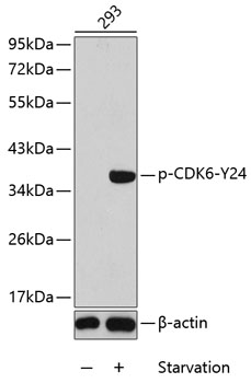 Phospho-CDK6-Y24 Rabbit pAb
