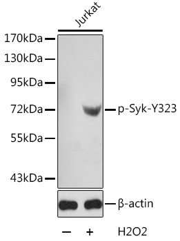 Phospho-Syk-Y323 Rabbit pAb