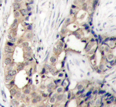 Phospho-c-Abl-Y412 Rabbit pAb