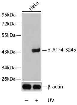 Phospho-ATF4-S245 Rabbit pAb